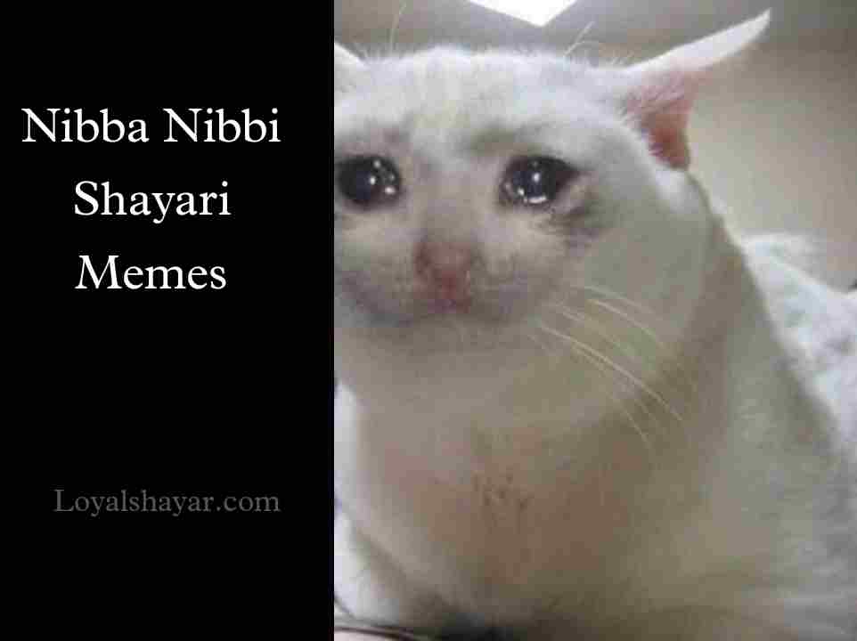 nibba nibbi shayari and memes