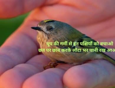 गर्मी में पक्षियों के लिए पानी शायरी