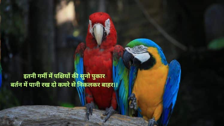 गर्मी में पक्षियों के लिए पानी शायरी फोटो