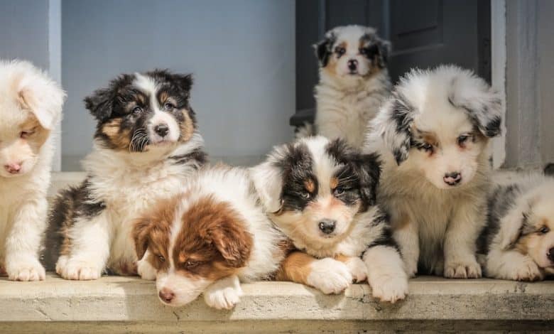 What should you know before bringing home your first puppy