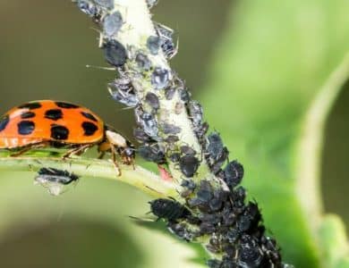 The Benefits of Using Non-Chemical Pest Control Methods