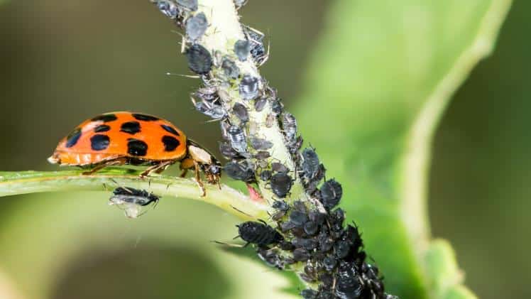 The Benefits of Using Non-Chemical Pest Control Methods