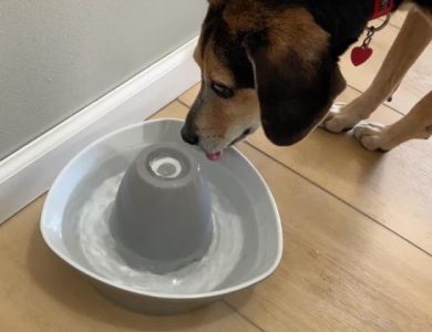 The New Standard in Pet Wellness: Functional Drinks for Dogs and Cats