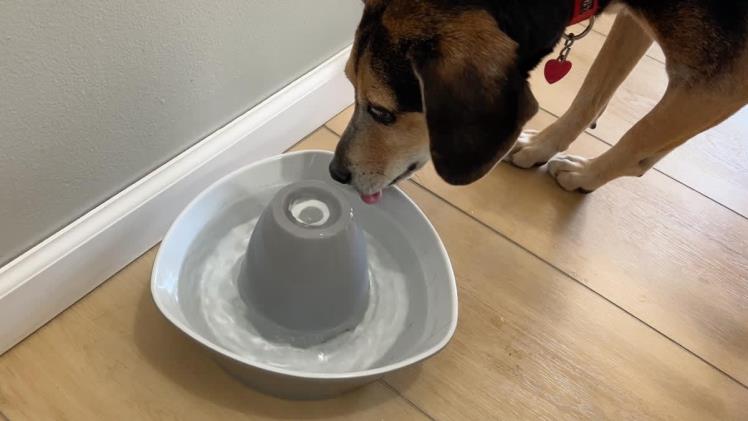 The New Standard in Pet Wellness: Functional Drinks for Dogs and Cats