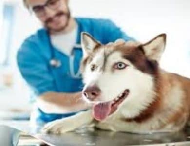 Top Veterinary Care Tips For Every Responsible Owner