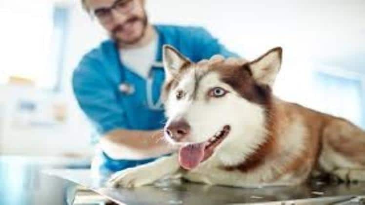 Top Veterinary Care Tips For Every Responsible Owner