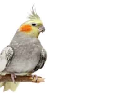 Cockatiels for sale