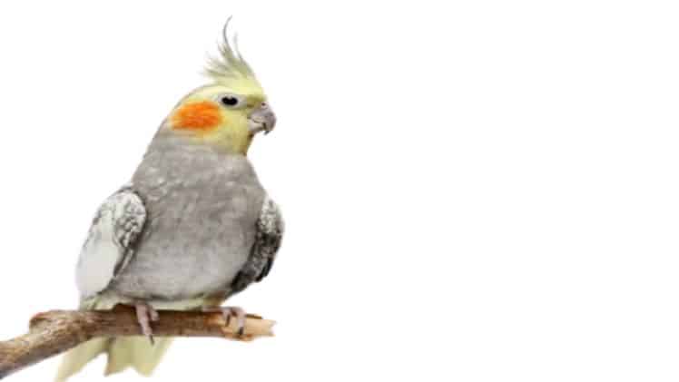 Cockatiels for sale